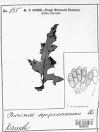 Puccinia syngenesiarum image